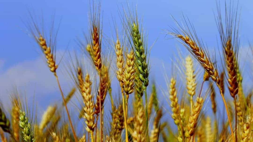 Buğday hastalık ve zararlıları
