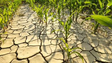 İklim Değişikliğinin Gıda Krizine ve Tarıma Etkisi