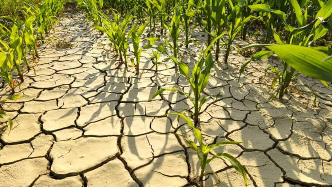 İklim Değişikliğinin Gıda Krizine ve Tarıma Etkisi