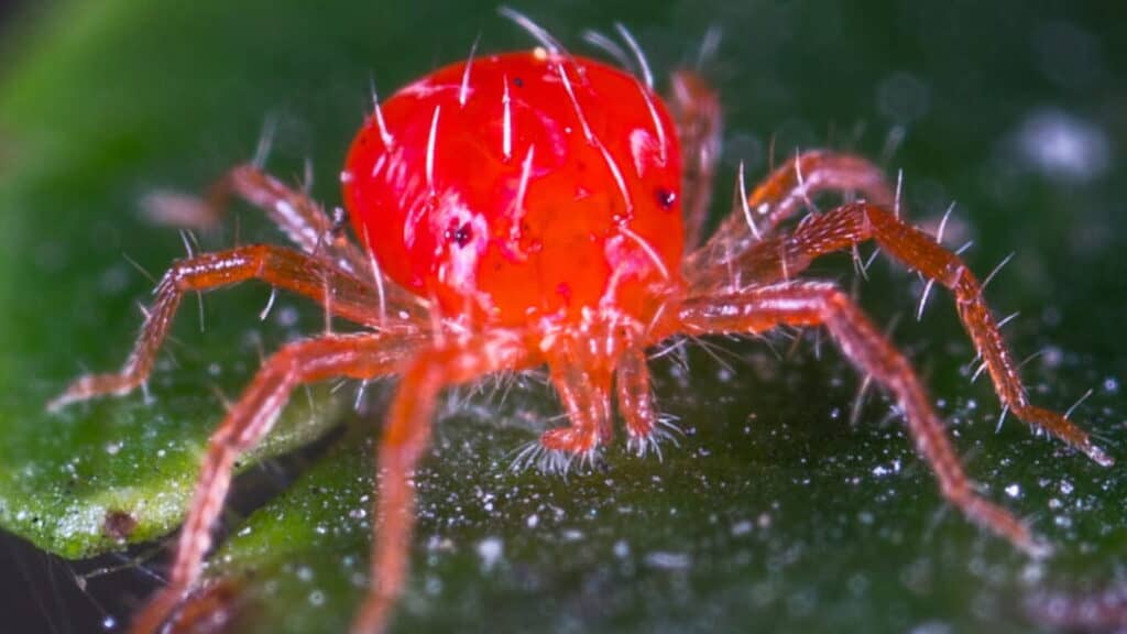 Kaktüs Kırmızı Örümcek Akarı