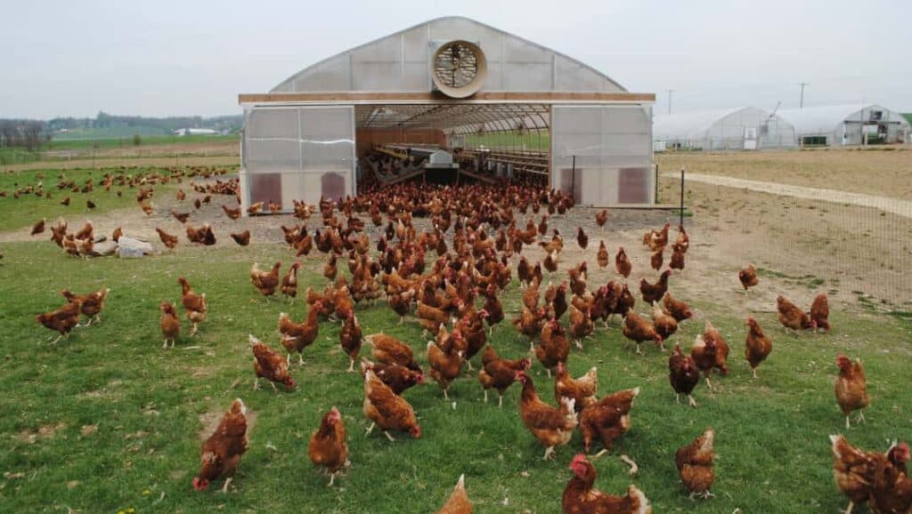 Organik tavuk çiftliği