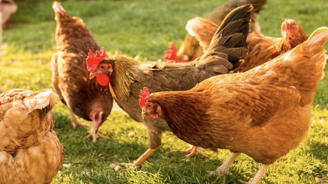 Organik tavuk yetiştiriciliği