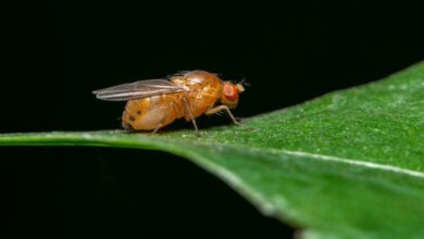 Akdeniz meyve sineği mücadelesi