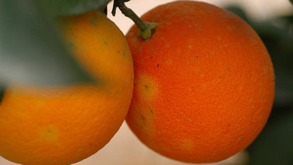 Portakalda Akdeniz Meyve Sineği belirtisi
