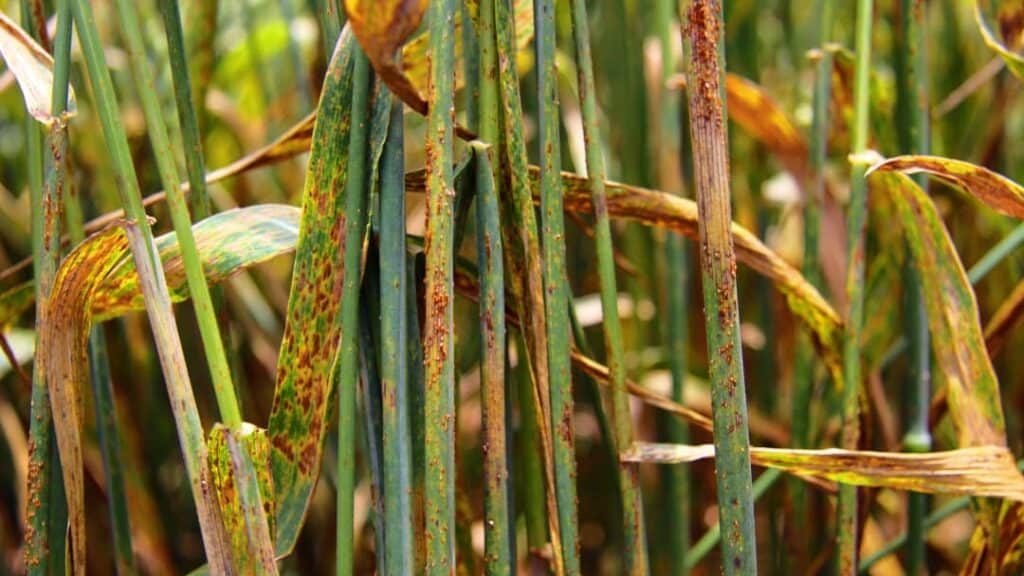 Buğdayda Kahverengi Pas Hastalığı