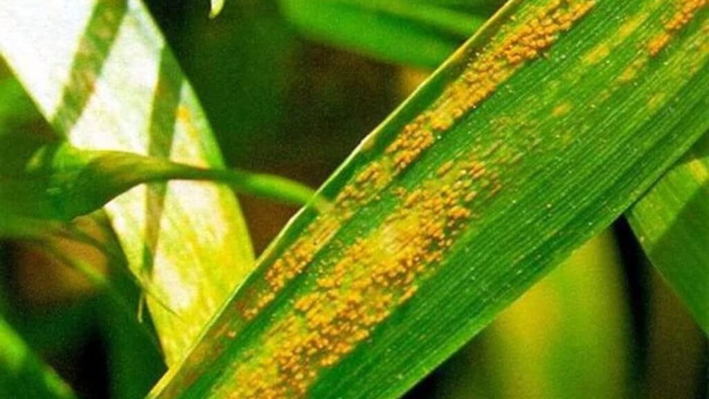 Buğday Sarı Pas Hastalığı
